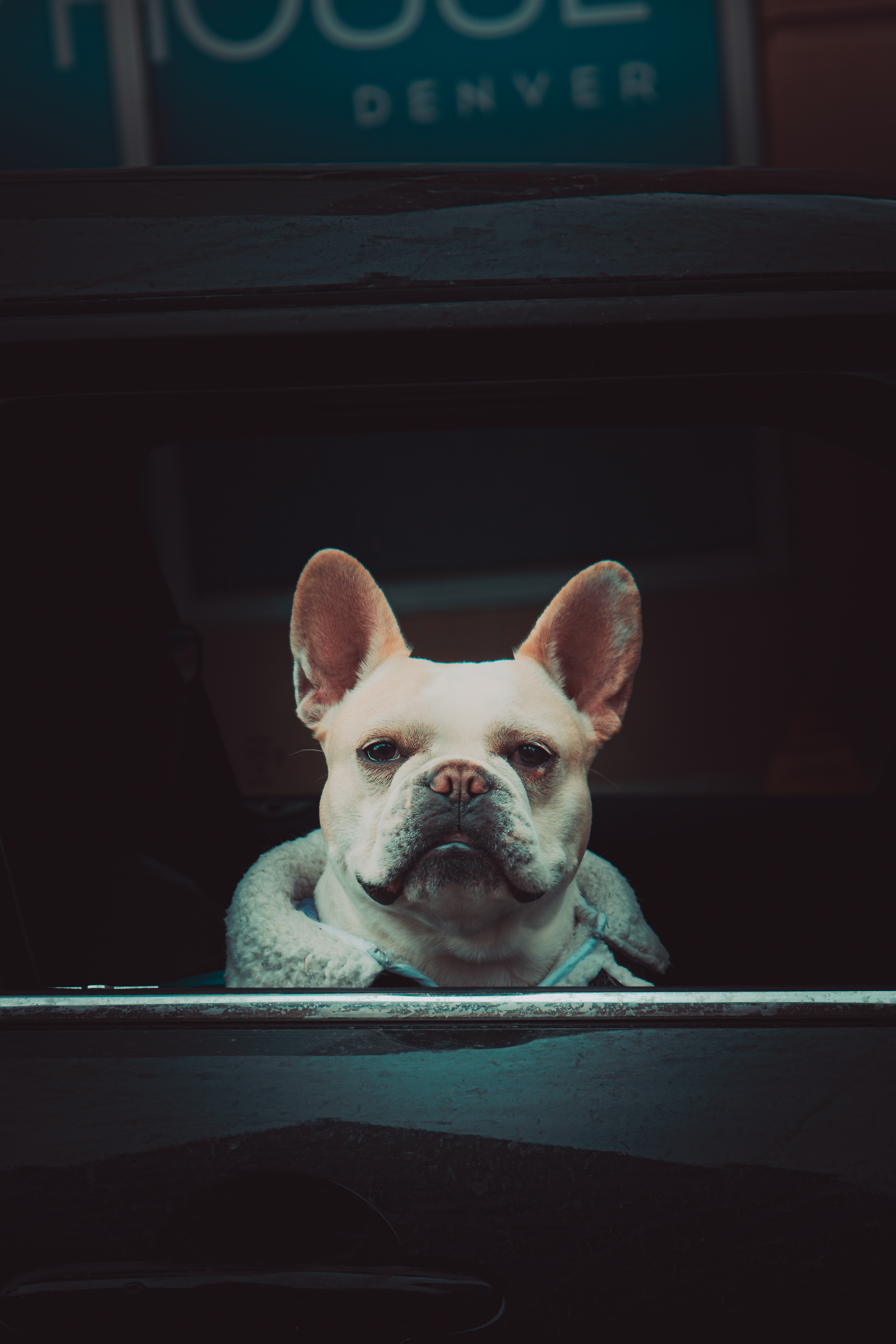 Instagram Post of a pet portrait