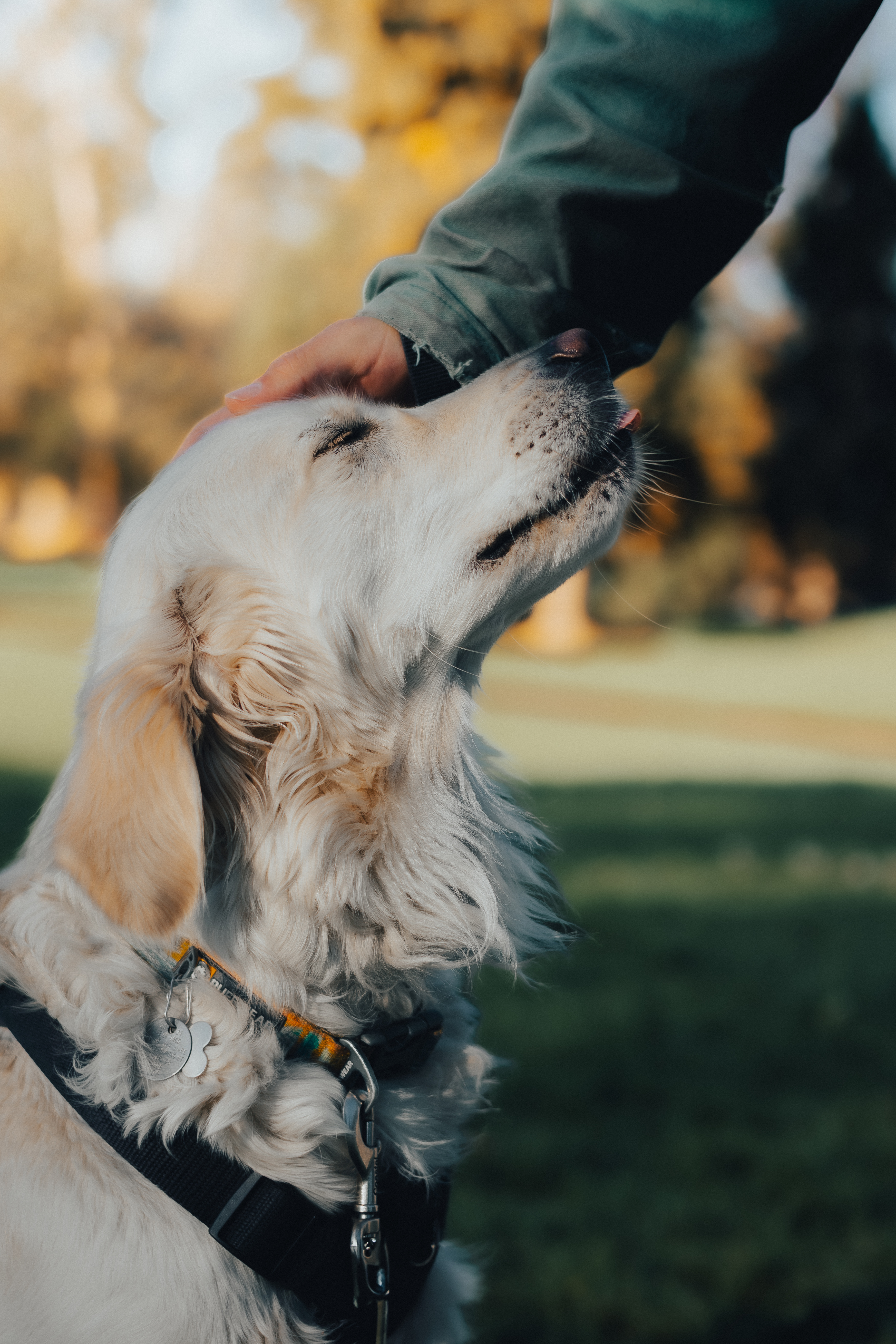 Instagram Post of a playful pet