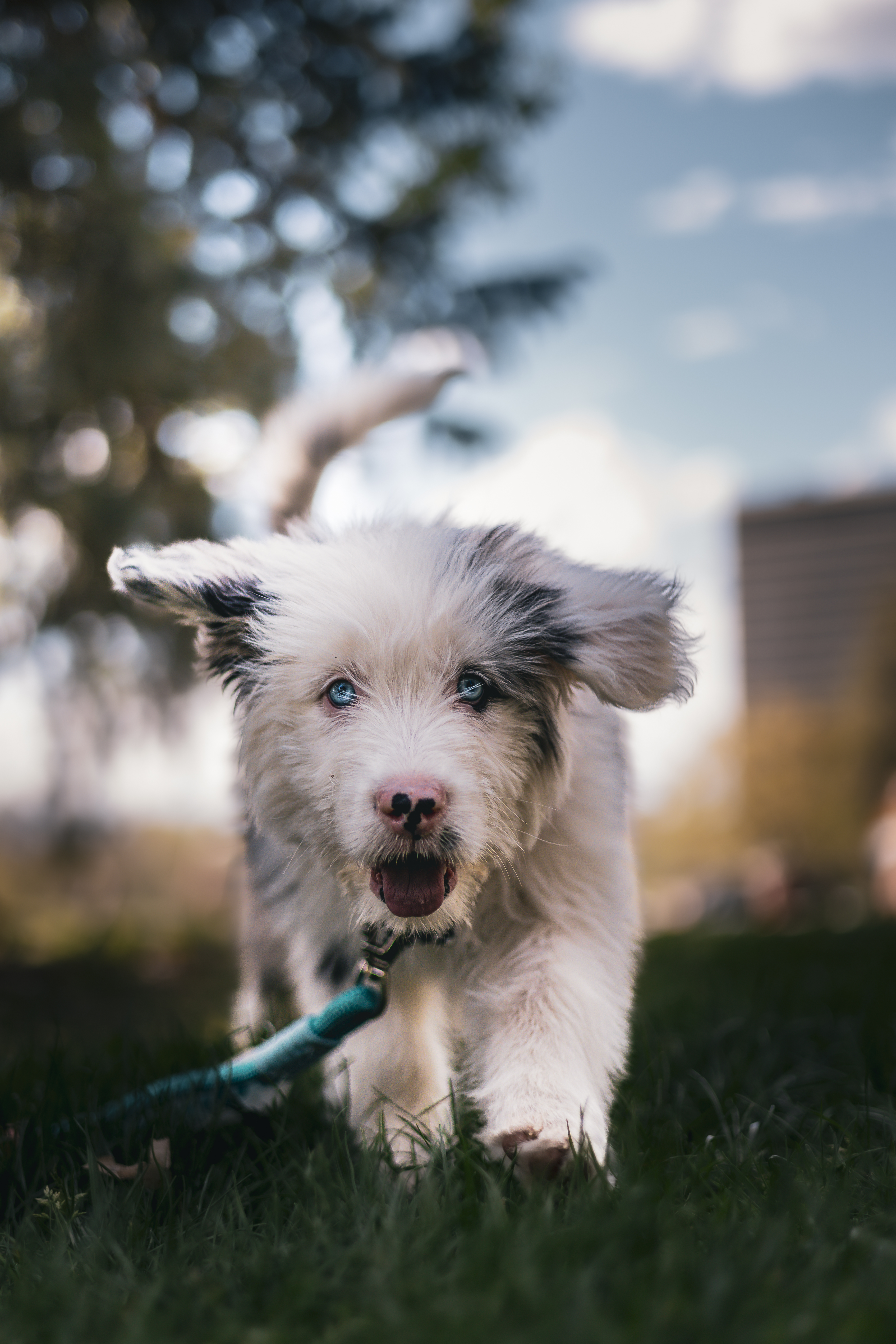 Instagram Post of a happy pet