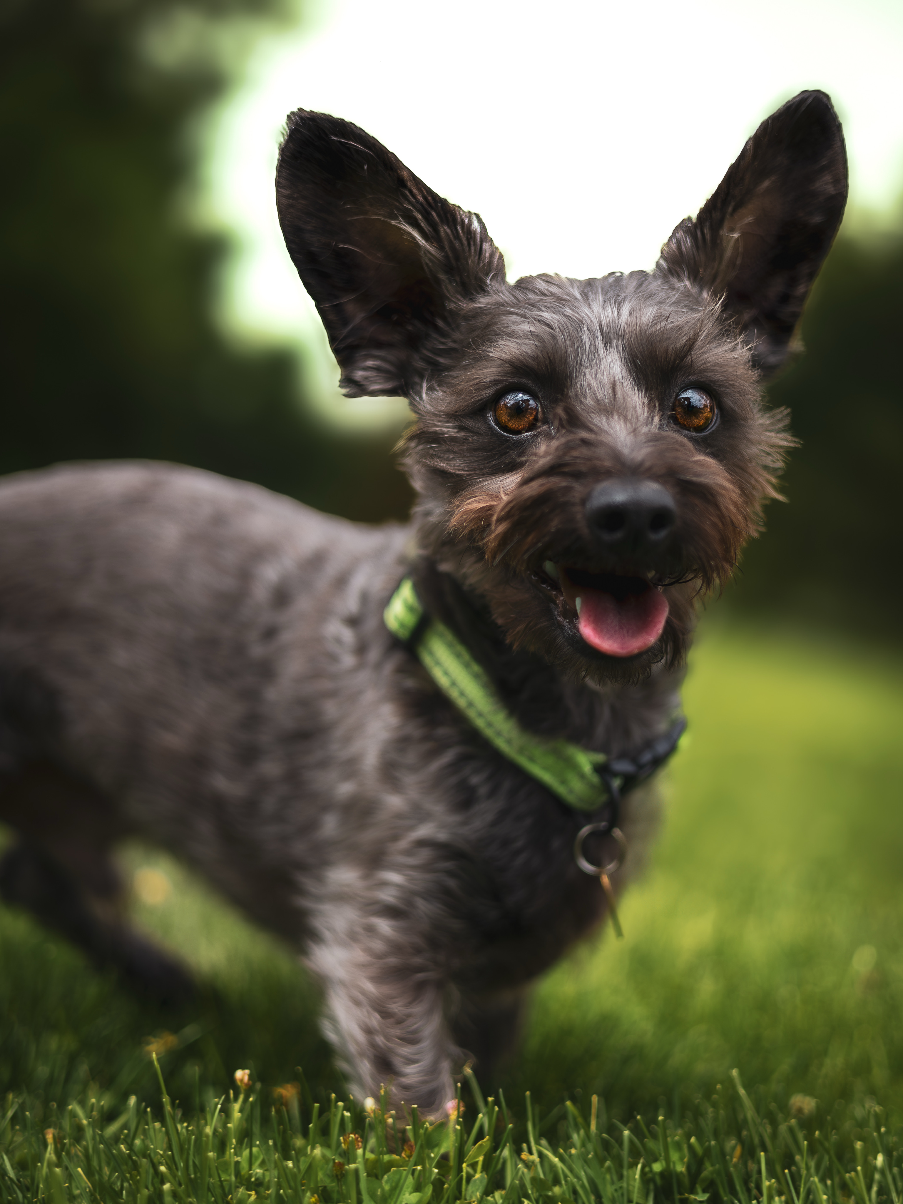 Pet Photography