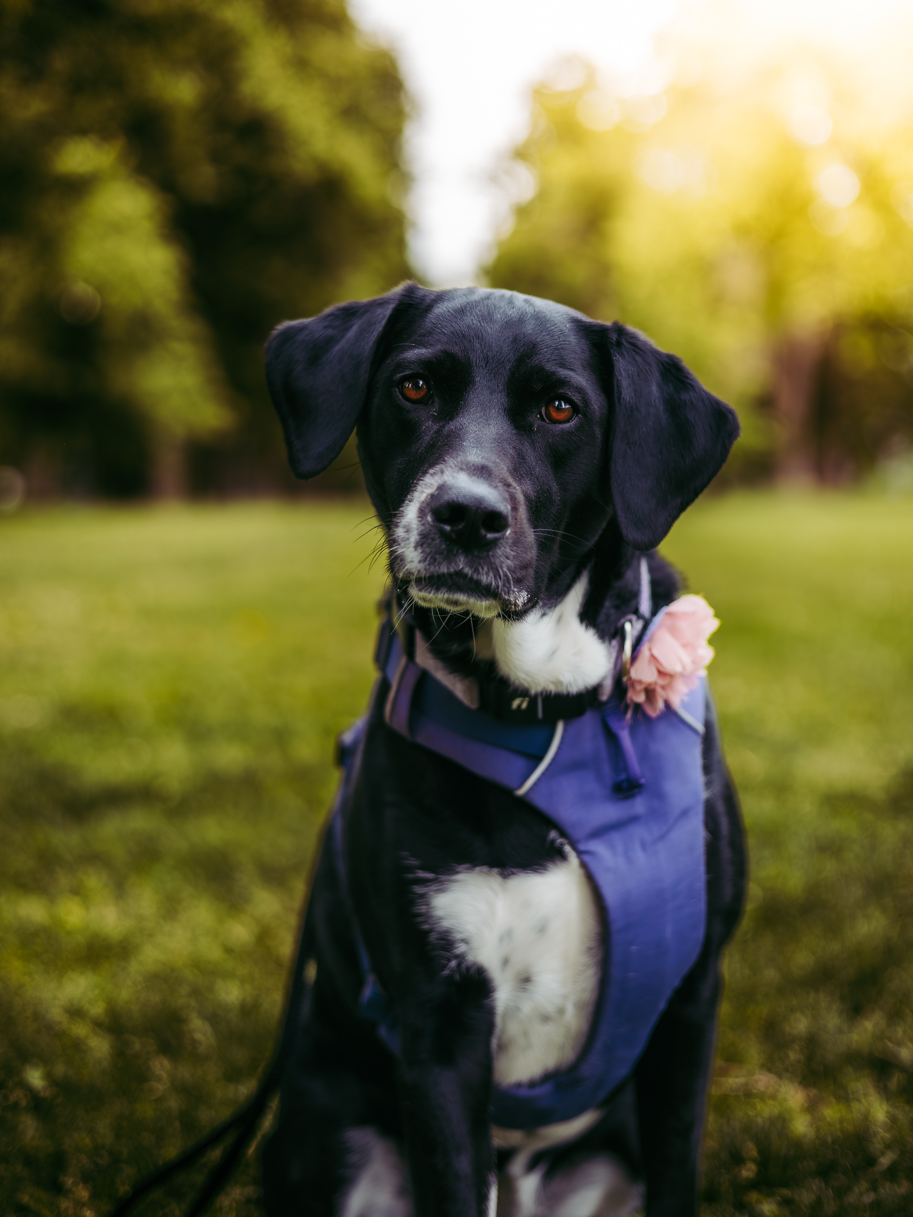 Pet Photography
