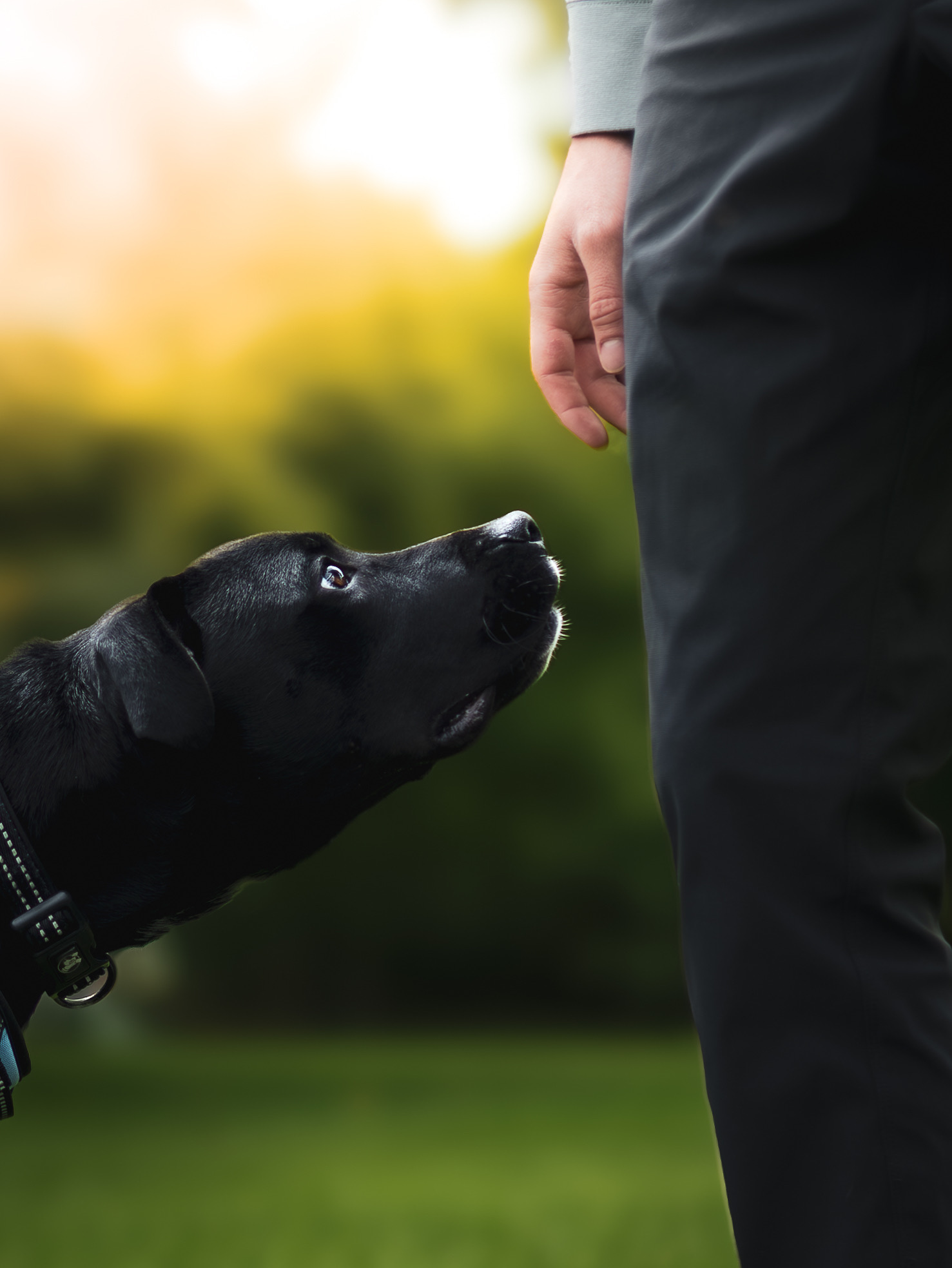 Pet Photography