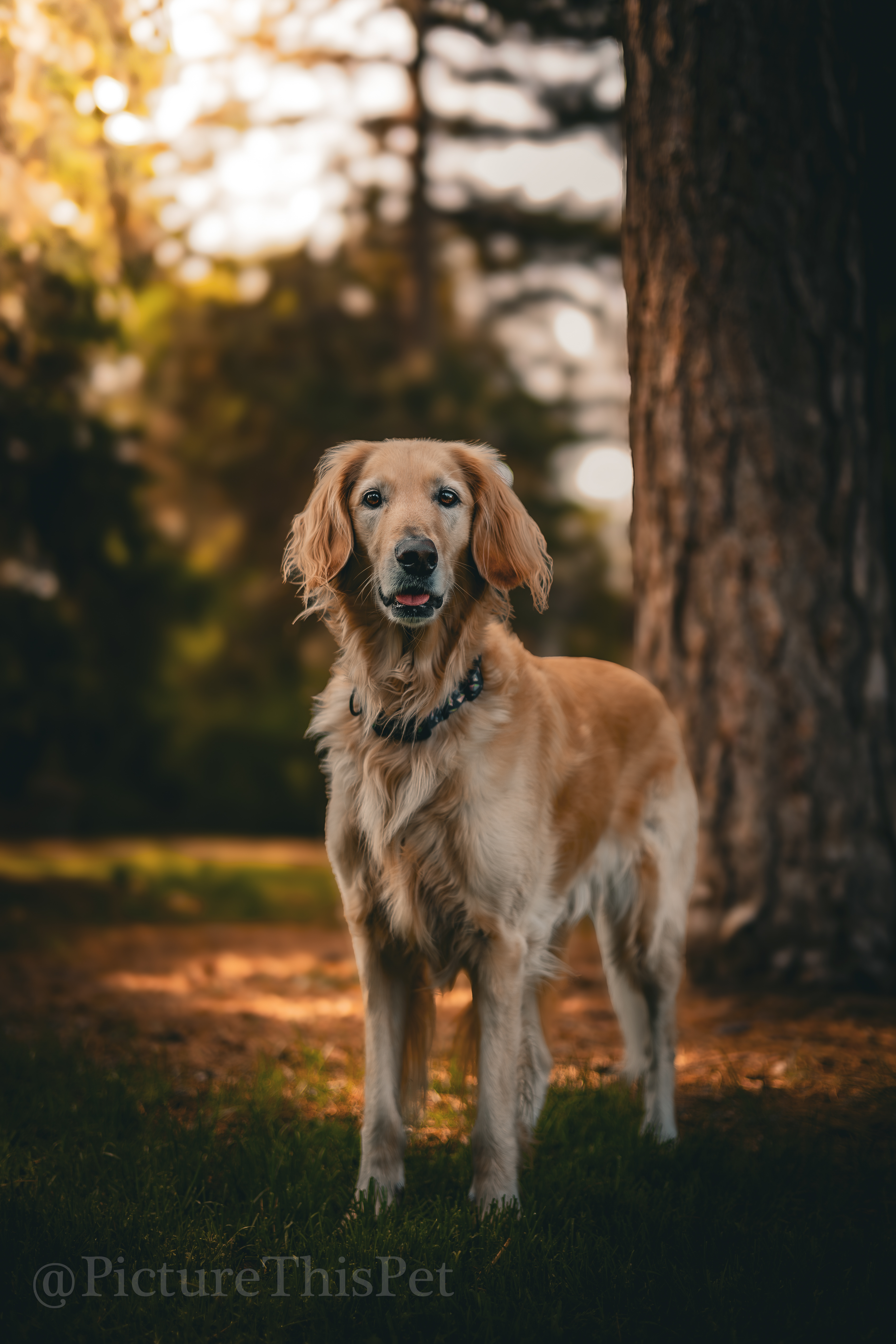 Instagram Post of Buffy at Cheesman Park