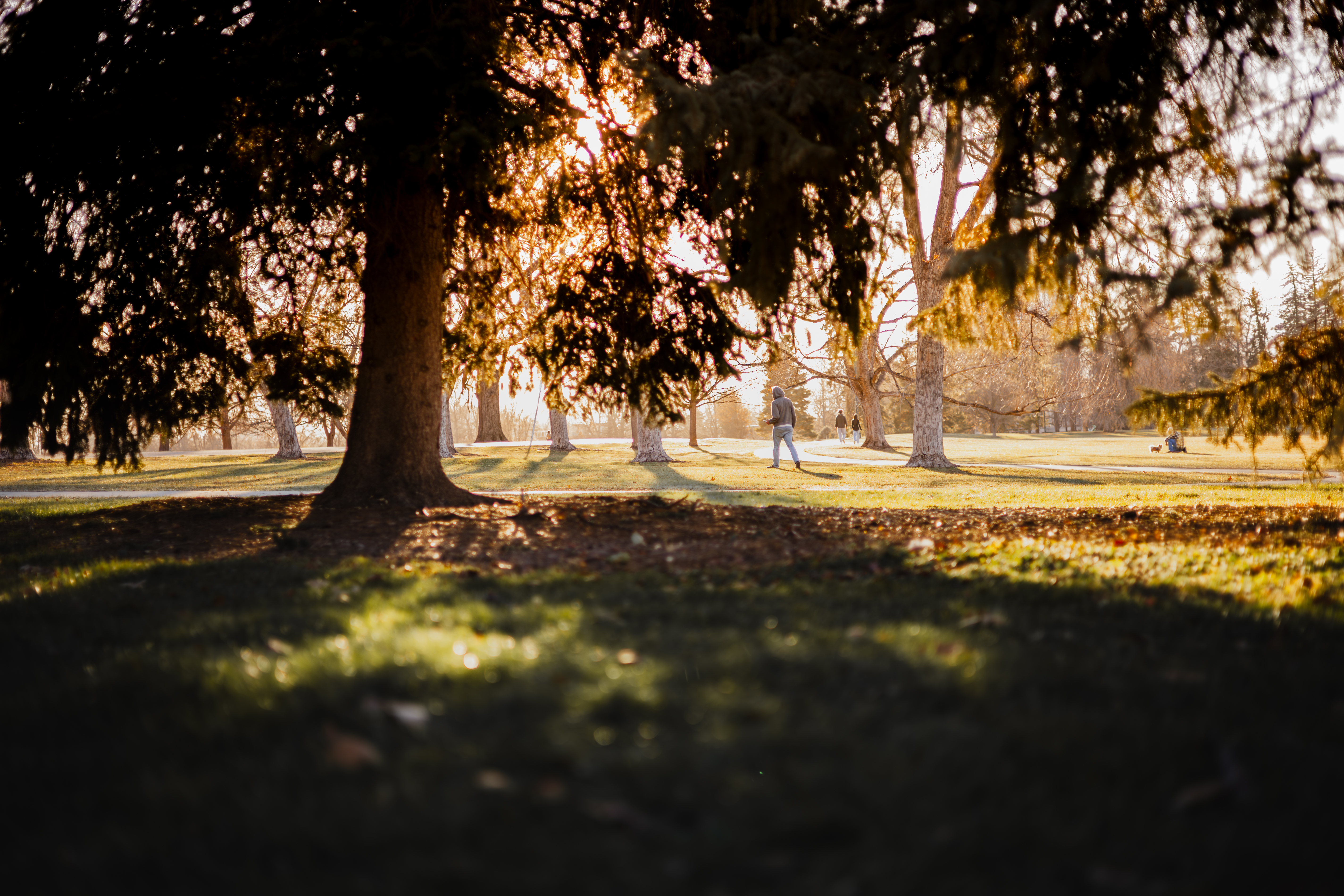Denver Park Landscape